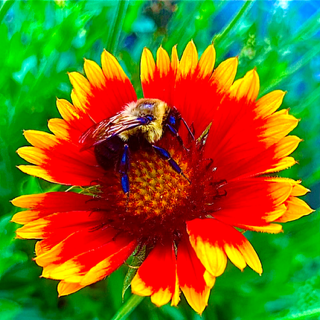 BumbleBarre.com