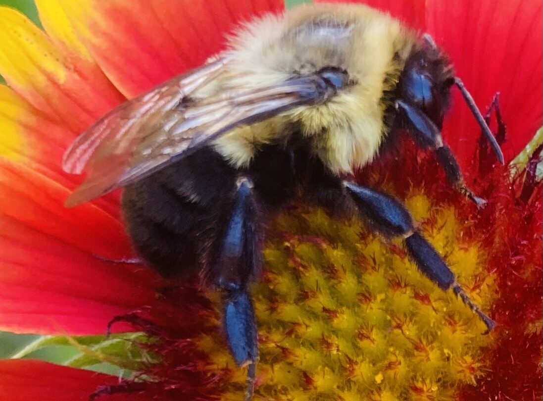BumbleBarre.com